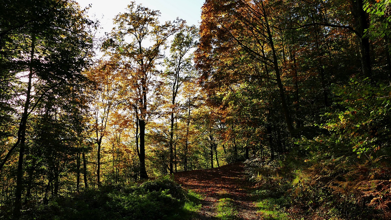 nature forest sun free photo