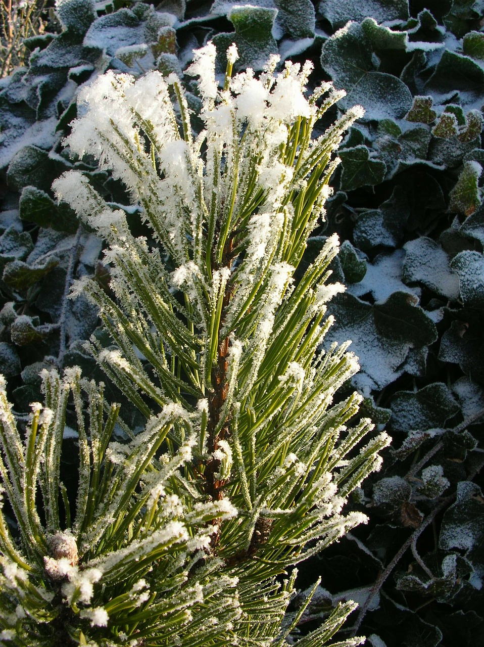 nature winter winter forest free photo