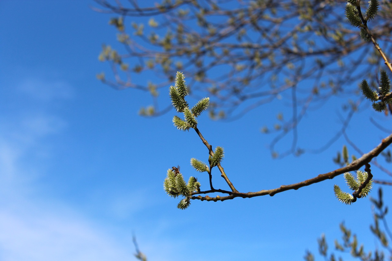 nature spring tree free photo