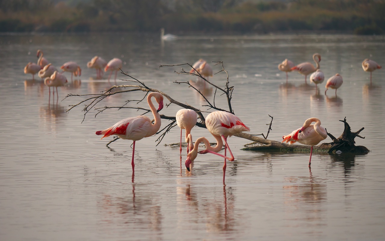 nature flamingo flamingos free photo