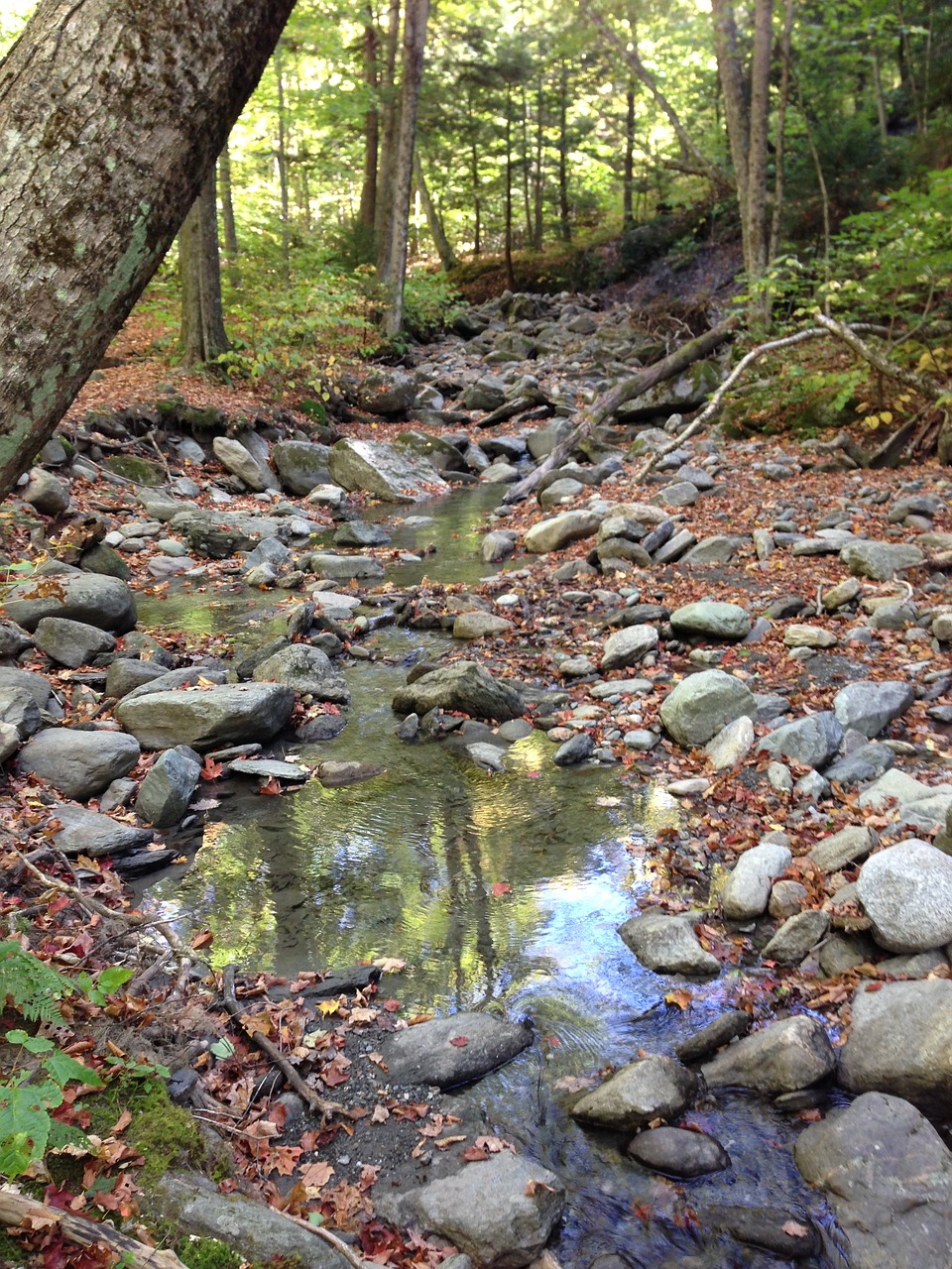 nature forest creek free photo