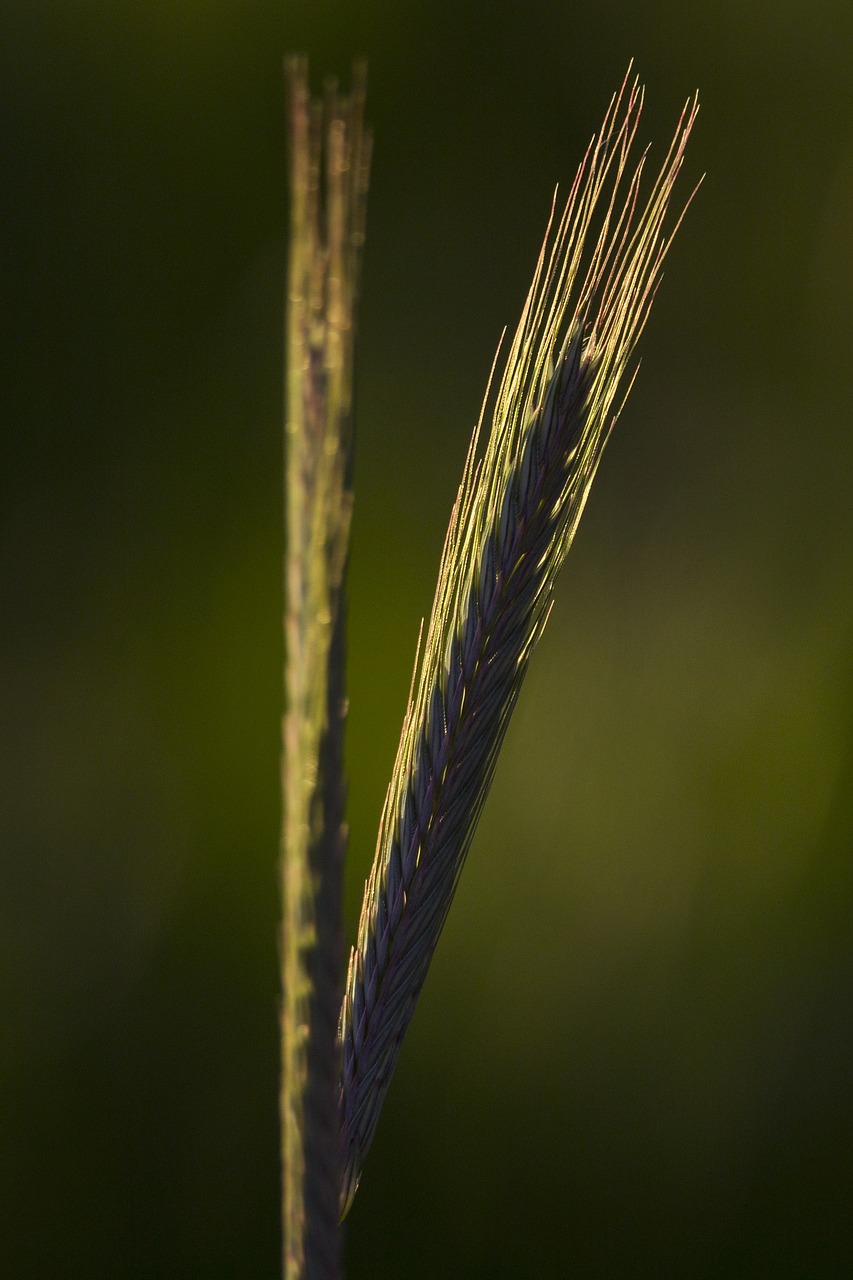 nature cereals agriculture free photo