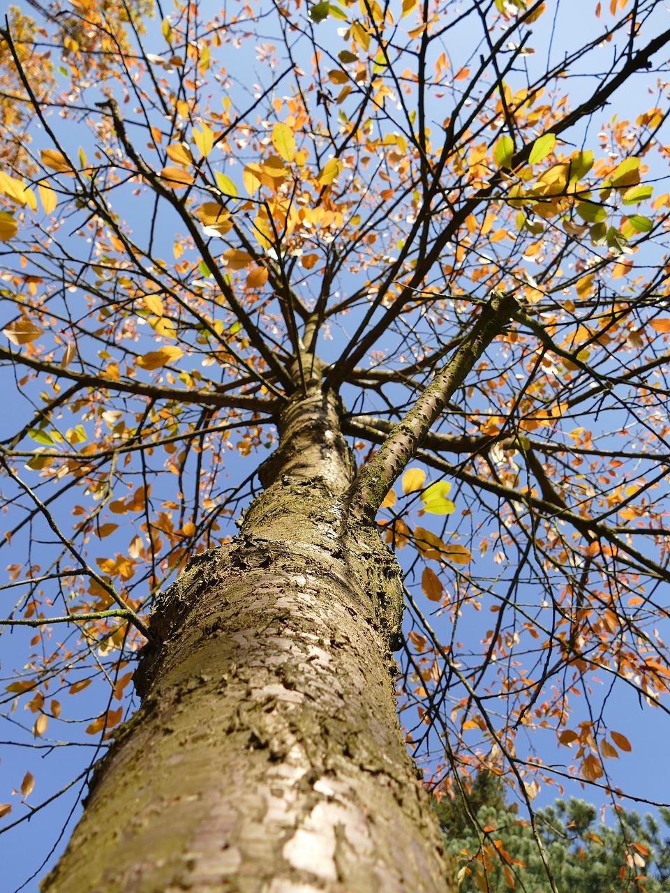 nature autumn tree free photo