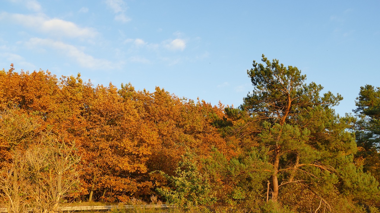 nature autumn golden autumn free photo