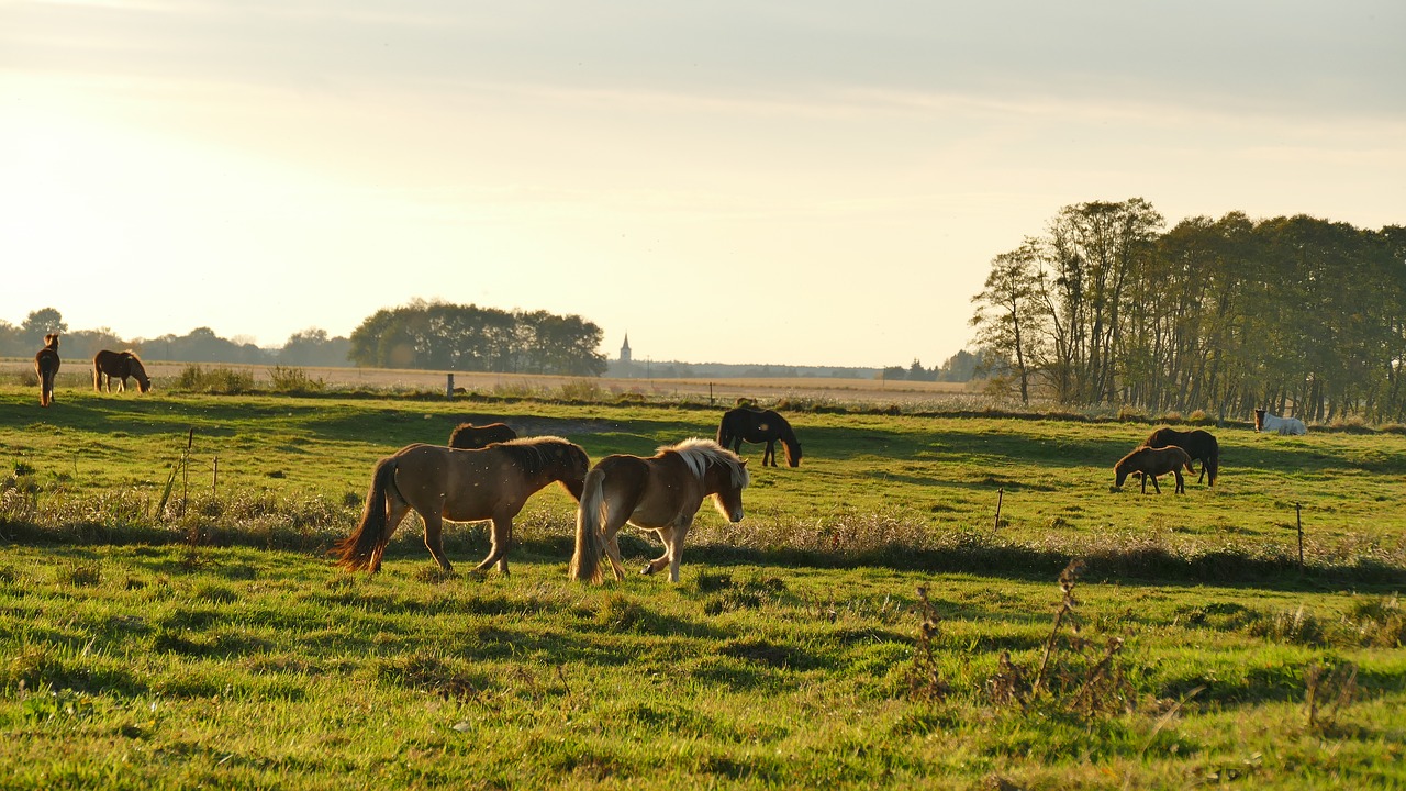 nature animals horses free photo