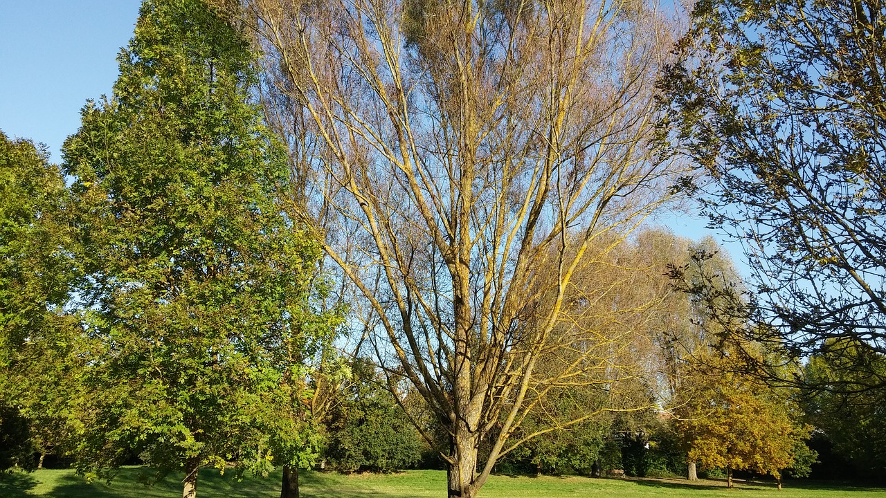 nature trees sky free photo