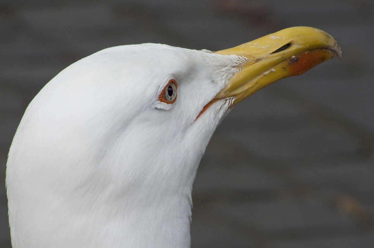 nature gull seabird free photo