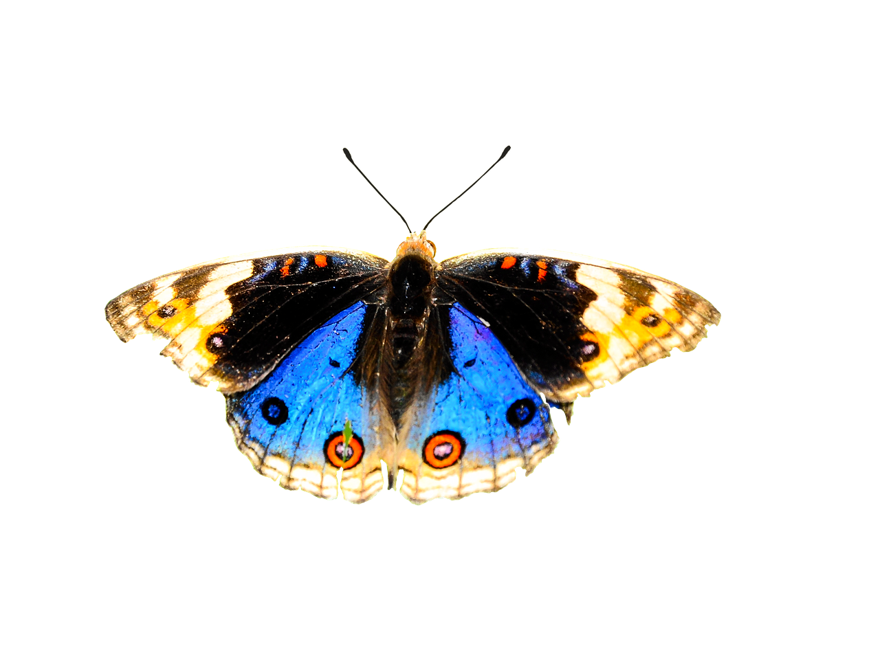 nature animals butterfly free photo