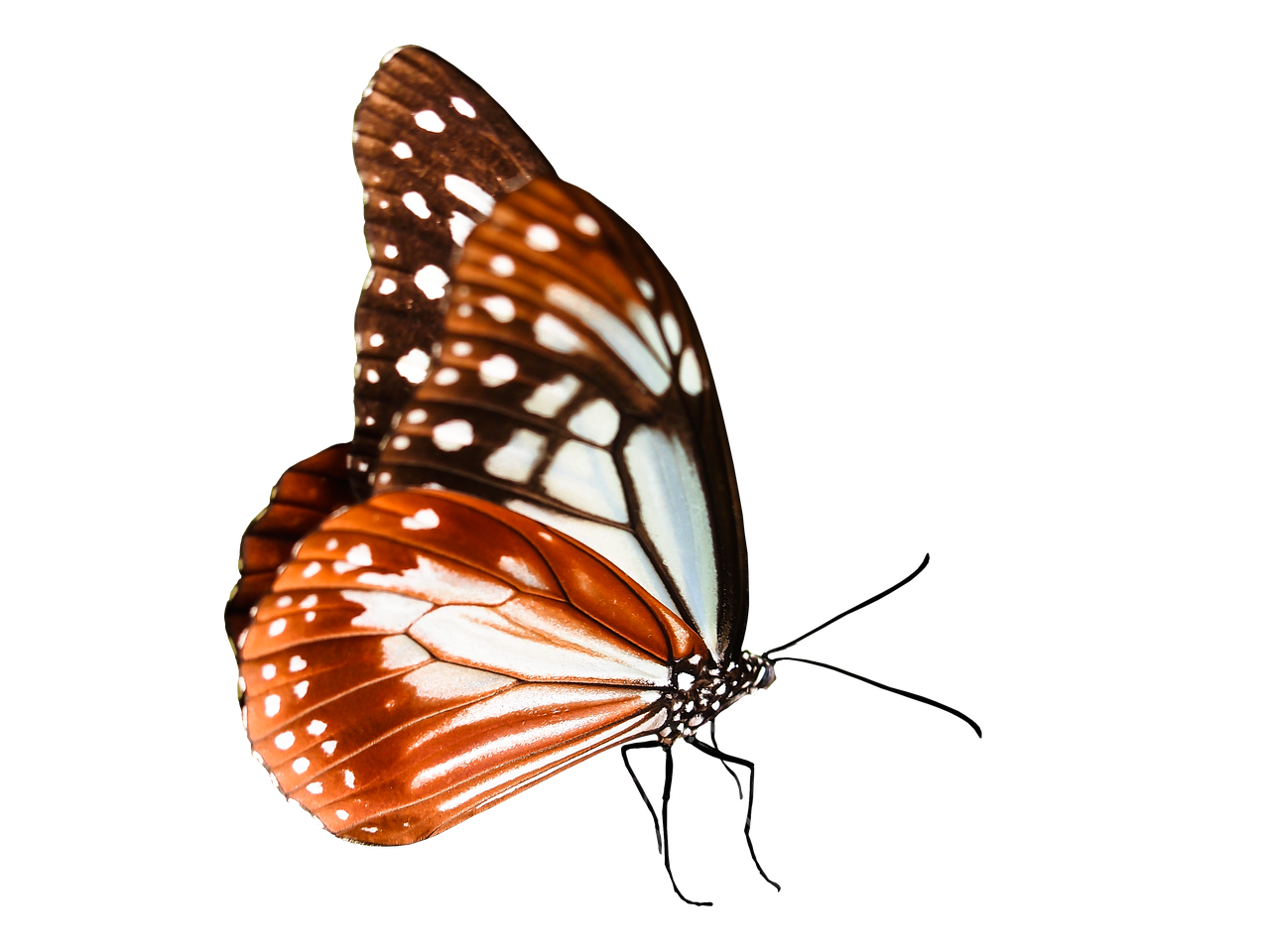 nature animals butterfly free photo