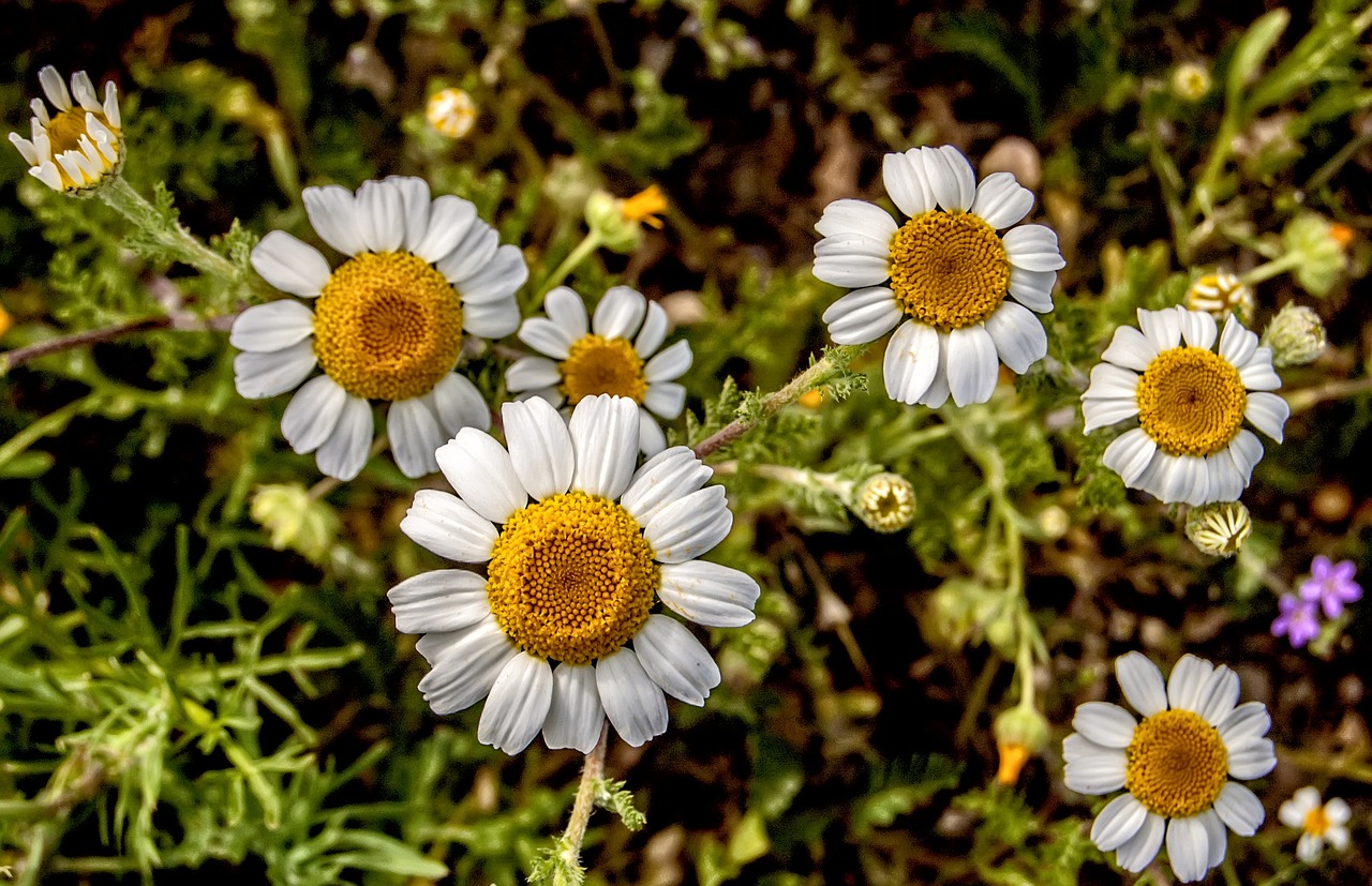 nature wild flowers plants free photo