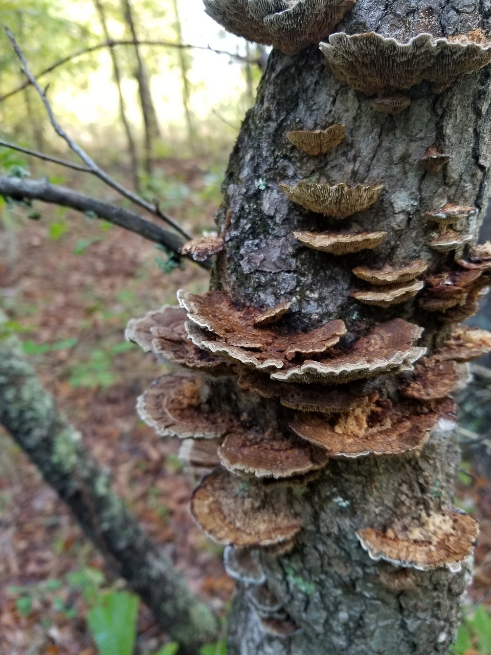 nature tree wood free photo