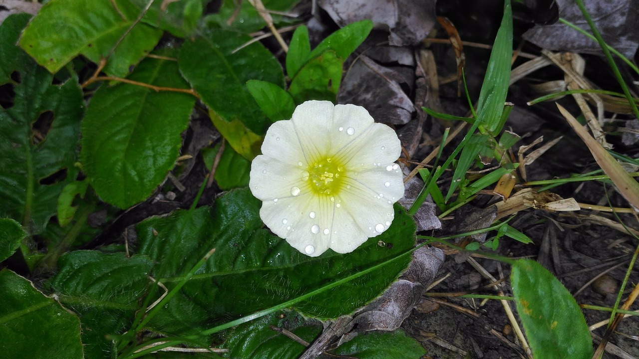 nature flower white free photo