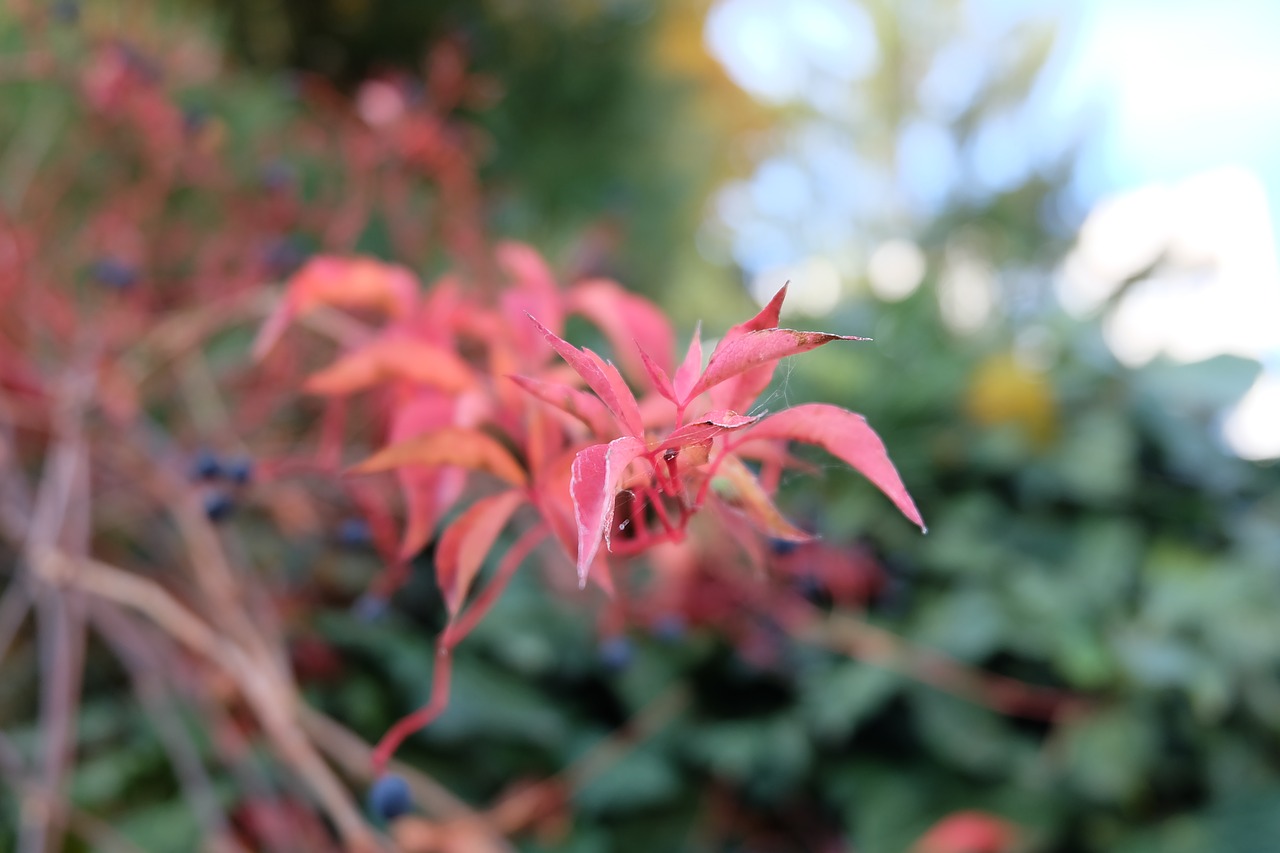 nature autumn red free photo