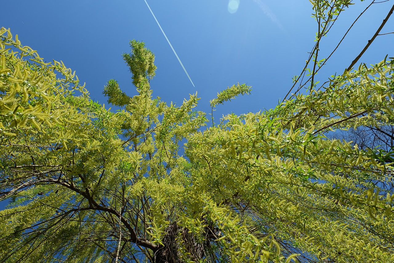 nature tree willow free photo