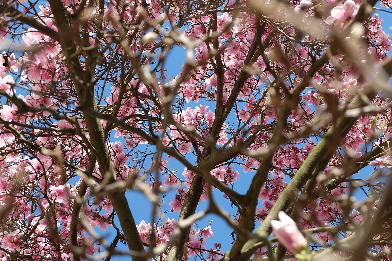 nature tree spring free photo