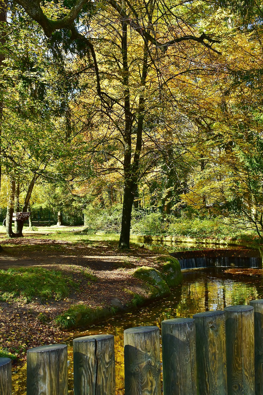 nature trees forest free photo