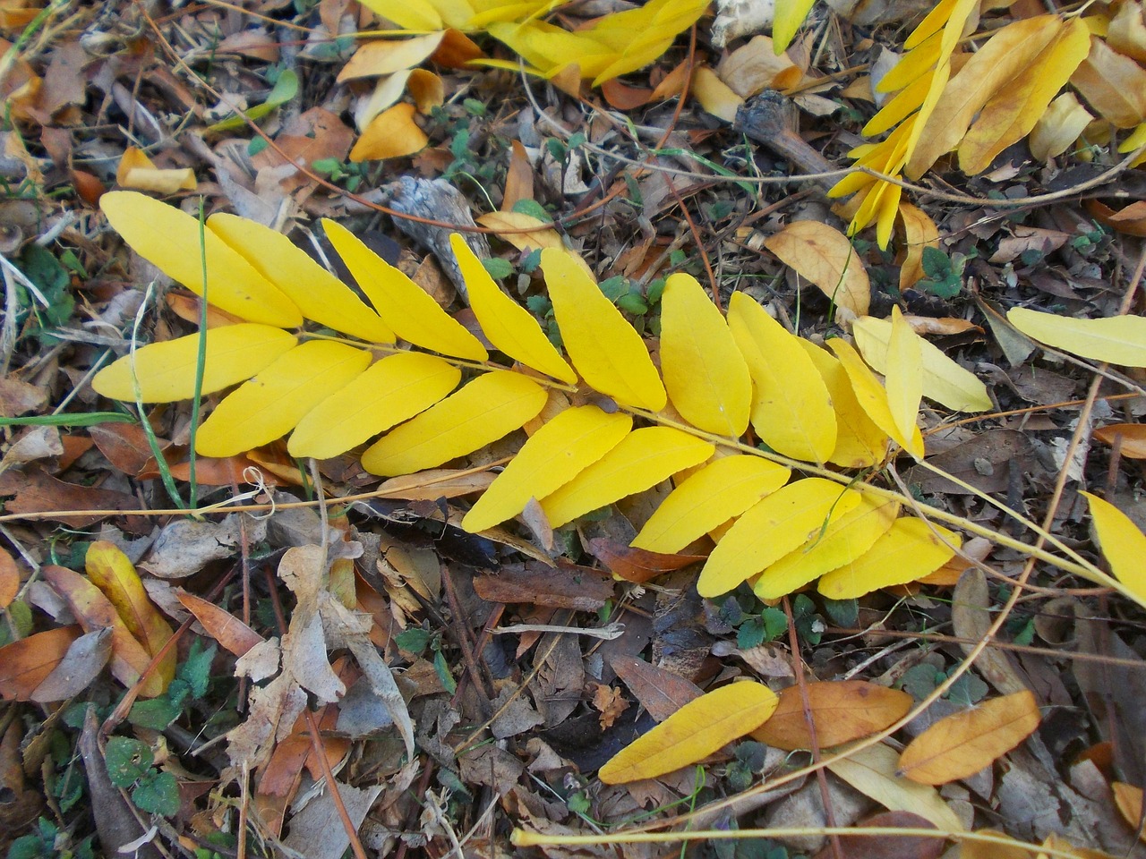 nature leaves autumn free photo