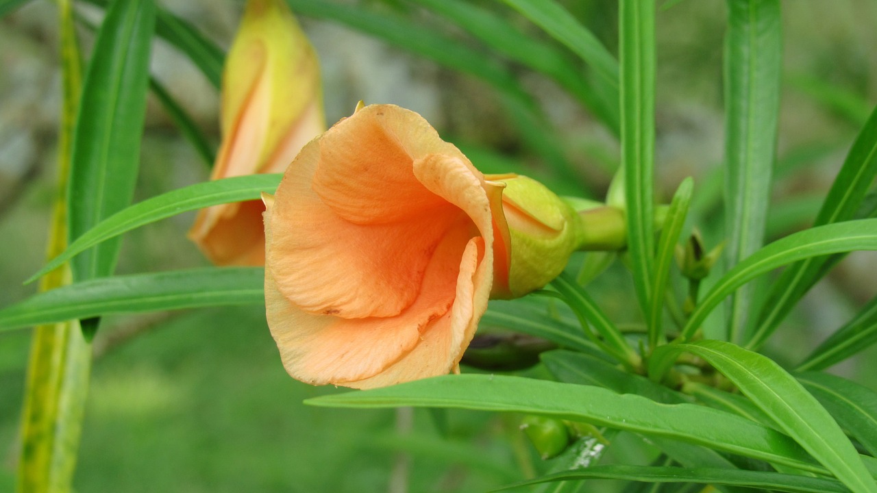 nature leaf flora free photo