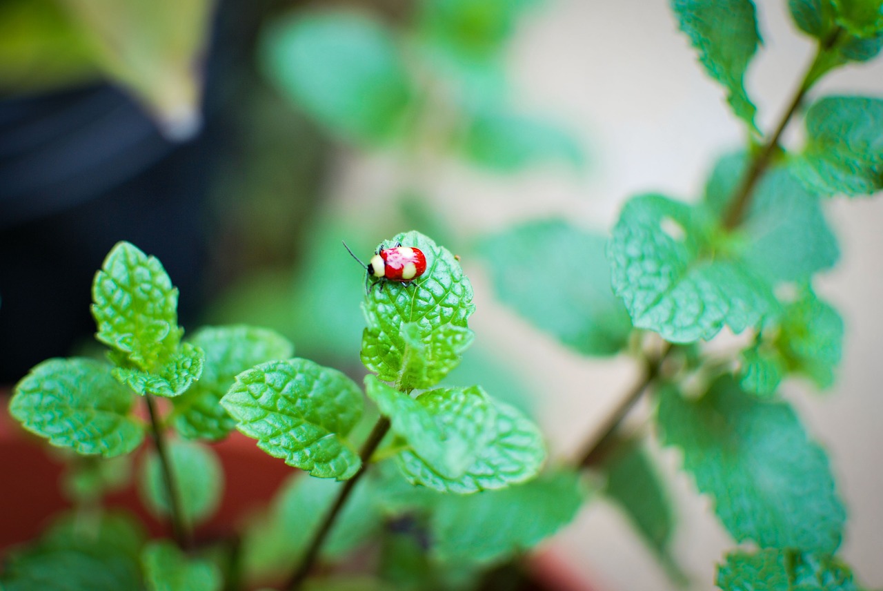 nature ladybug insect free photo