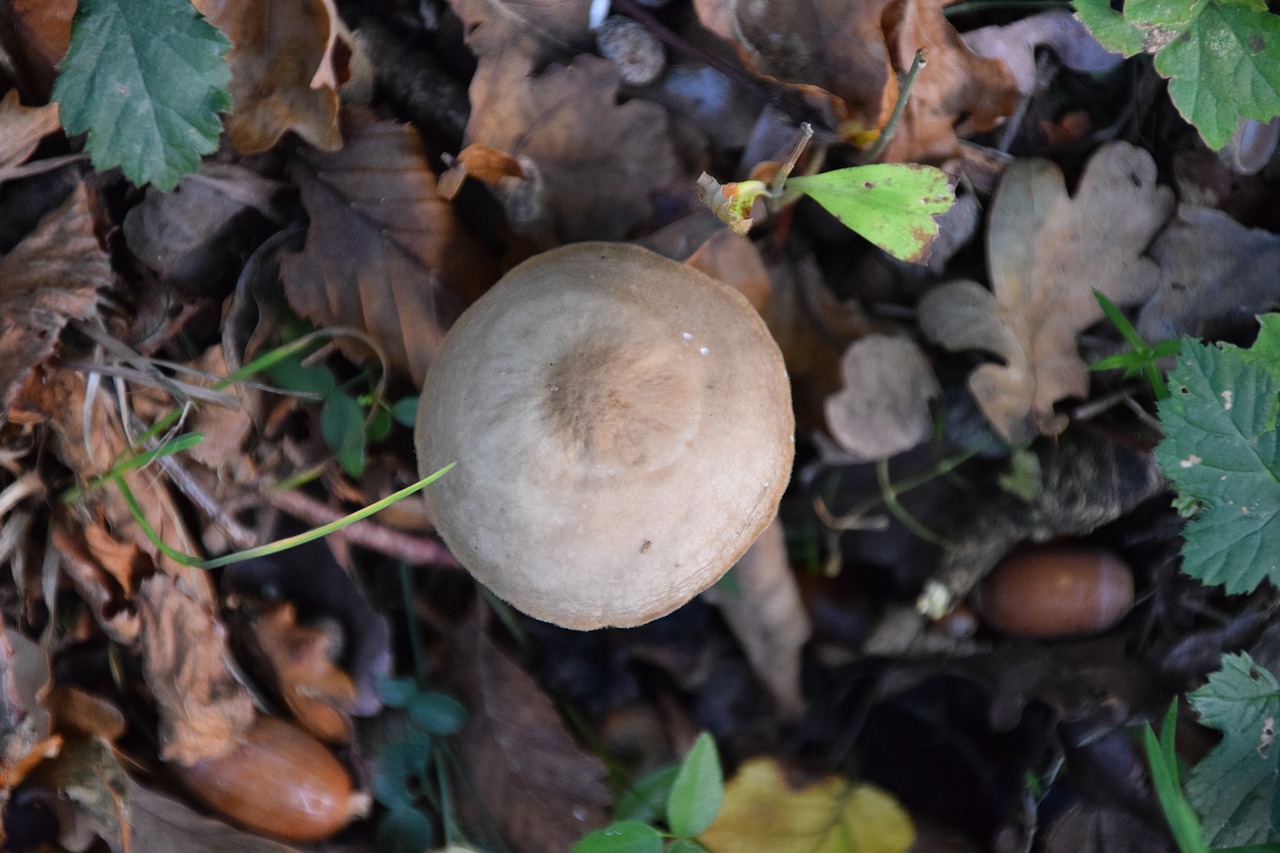 nature fall mushrooms free photo