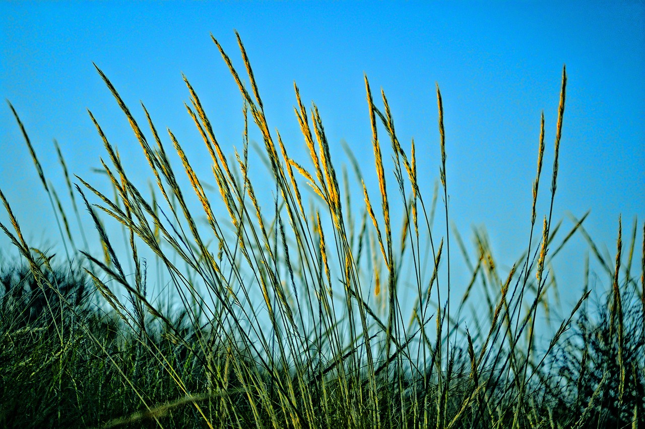 nature plant wildlife desert plant free photo