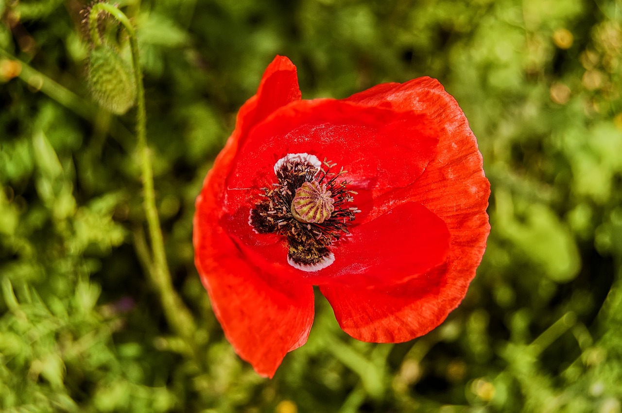 nature plant green plant wildlife free photo