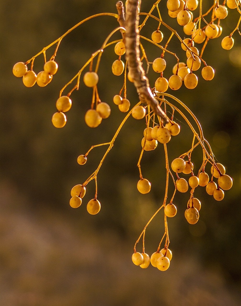 nature fruits summer free photo