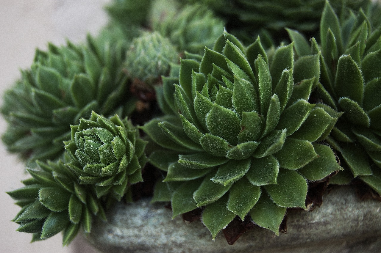 nature macro stonecrop free photo