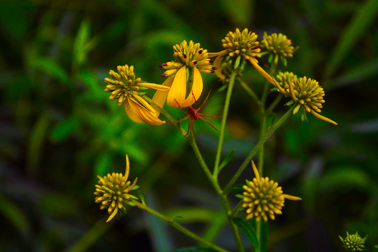 nature spider flower free photo