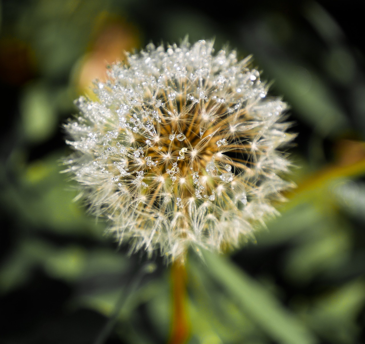 nature flower dandelion free photo