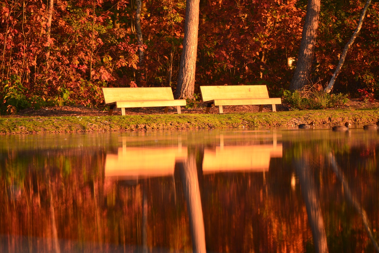 nature bank morning sun free photo