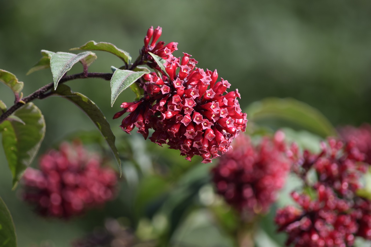 nature flower plant free photo