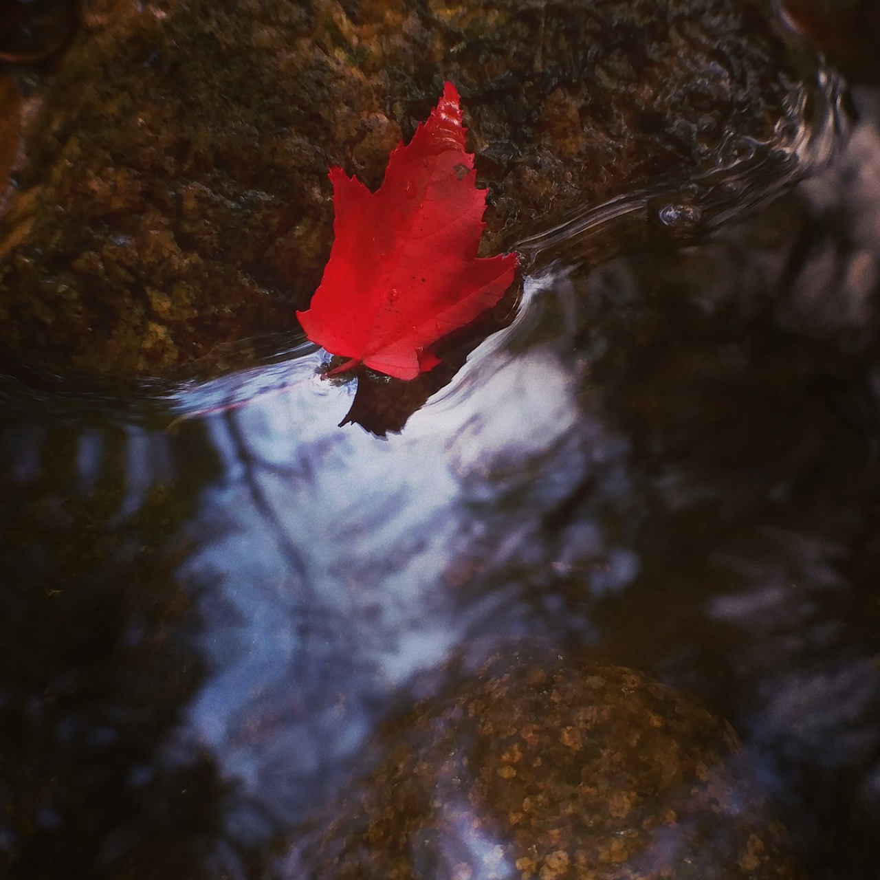 nature river red free photo