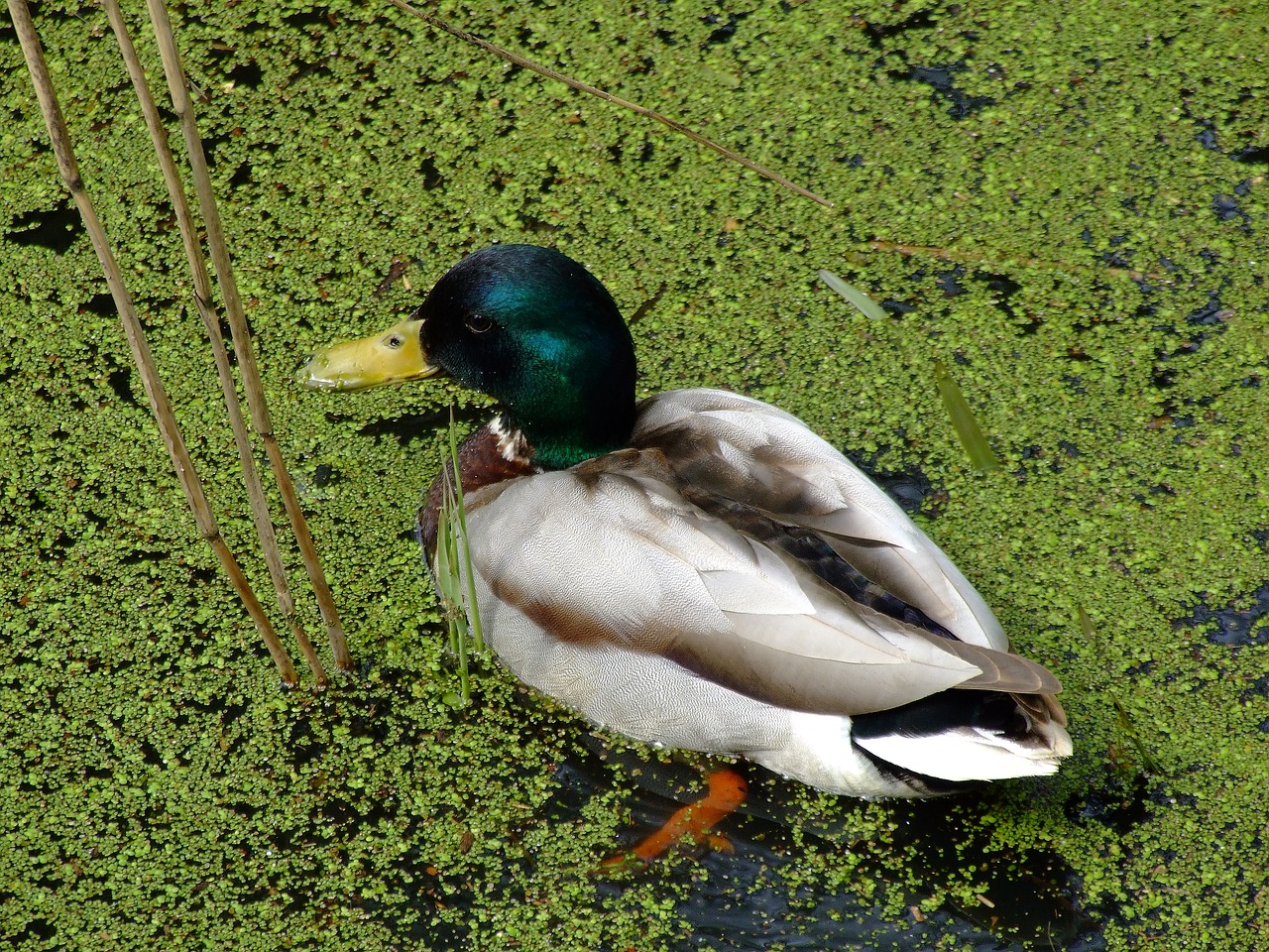 nature duck waterfowl free photo