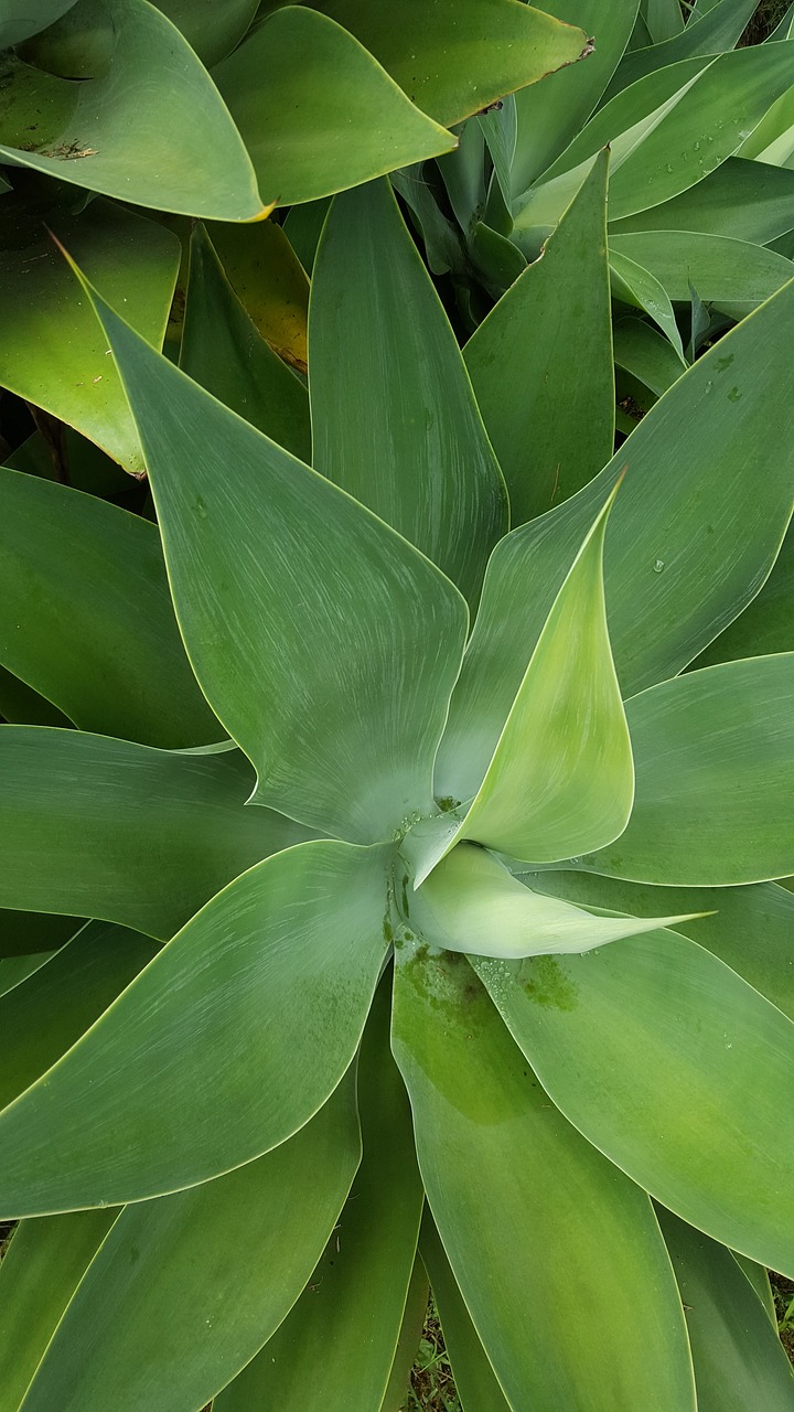 nature leaves brochures free photo