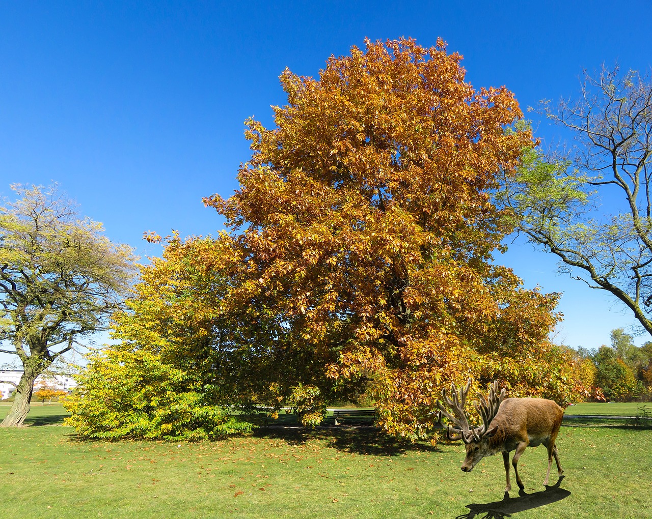 nature landscape autumn free photo