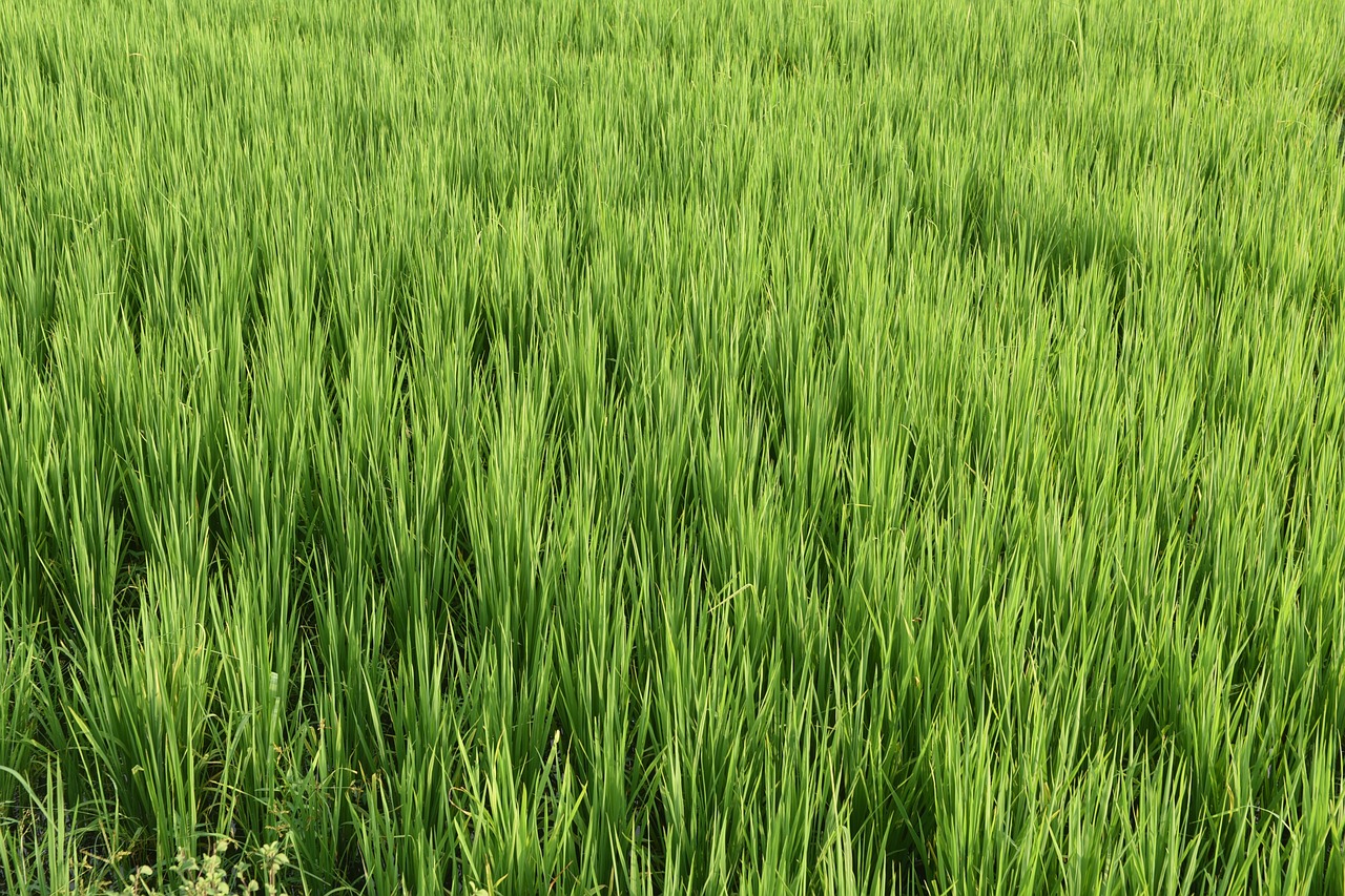 nature paddy rice free photo