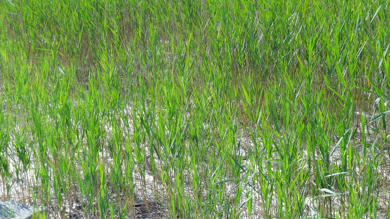 nature reed lake free photo