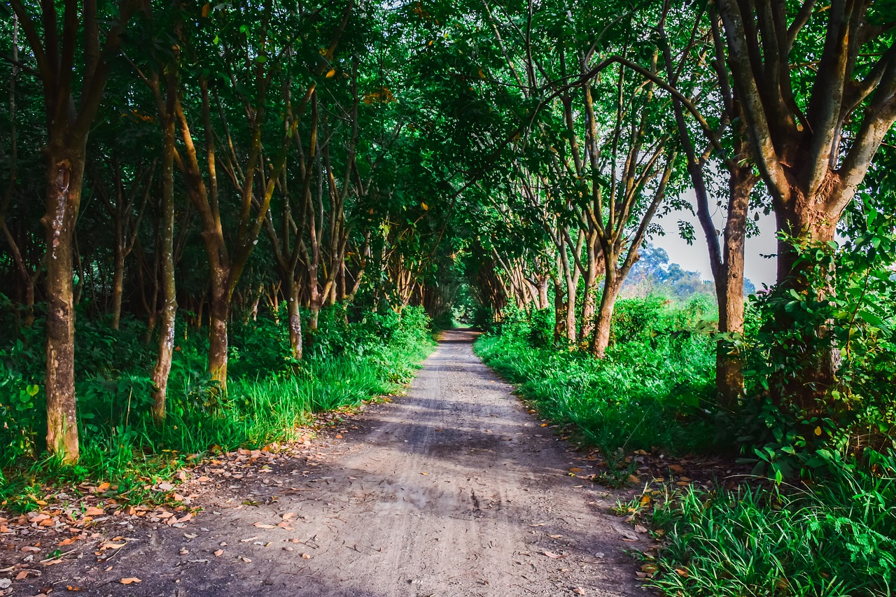 nature pa the forests free photo