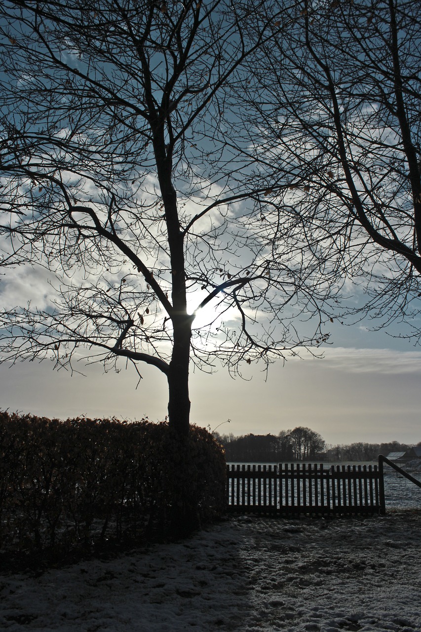 nature winter tree free photo