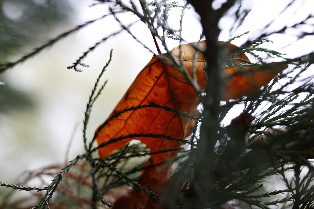 nature tree outdoors free photo