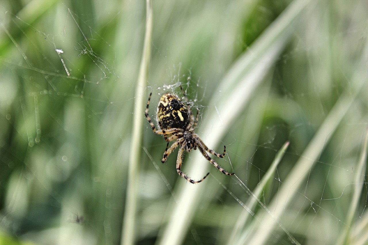 nature summer spiders free photo