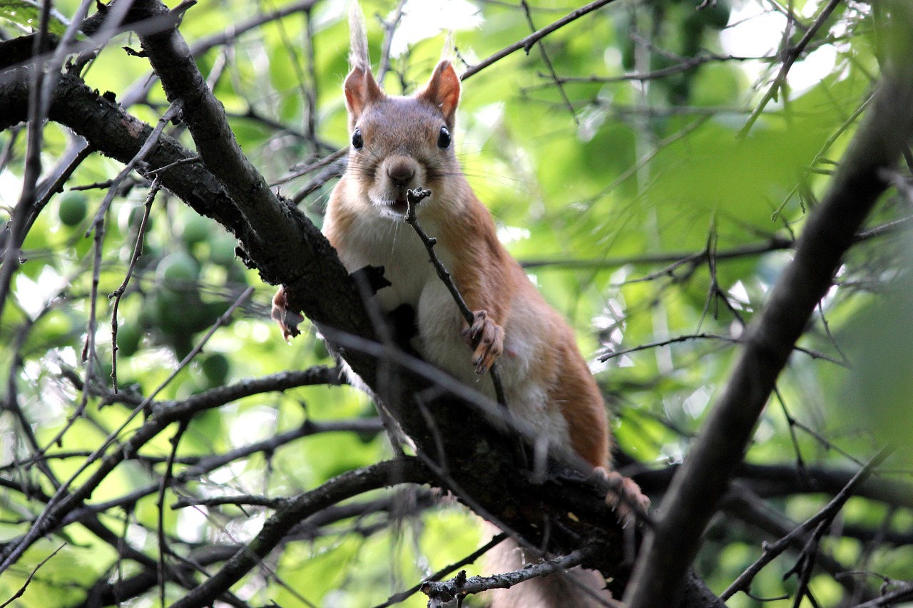 nature squirrel forest life free photo