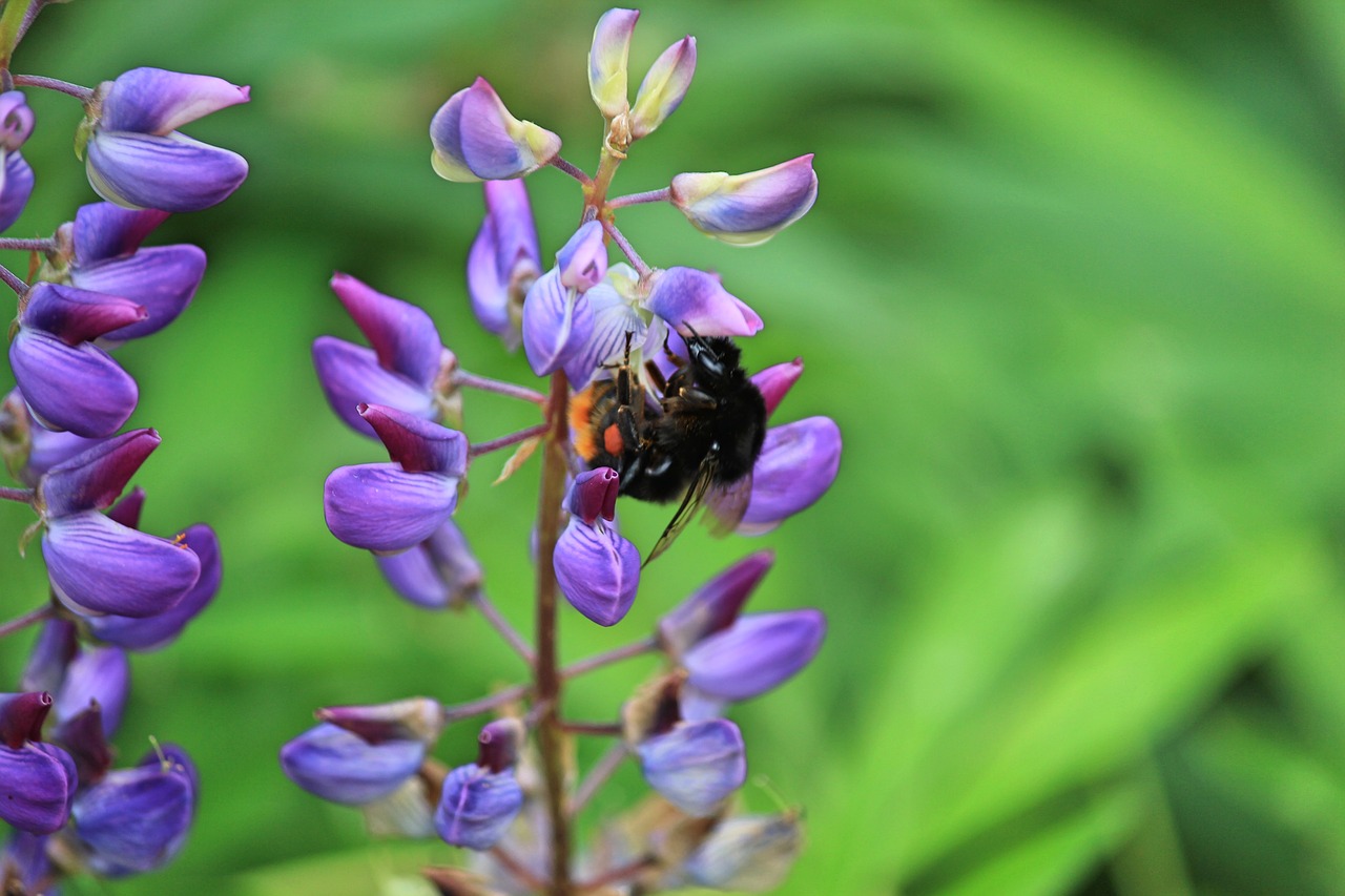 nature flower bumblebee free photo