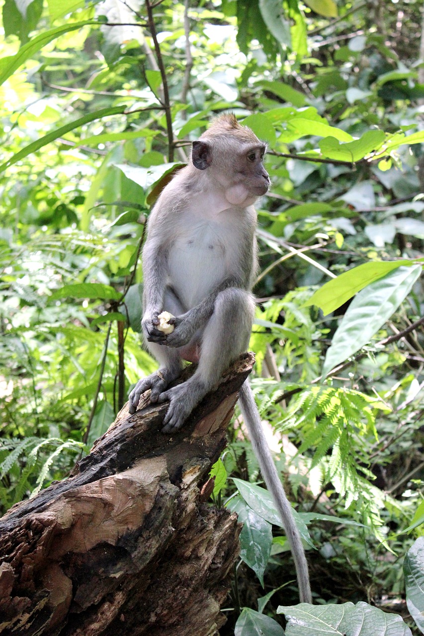 nature bali monkey free photo