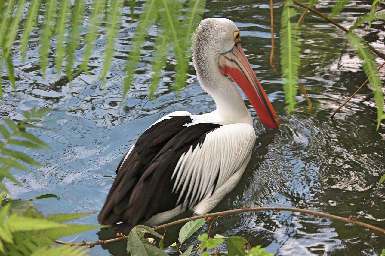 nature bird feathered race free photo