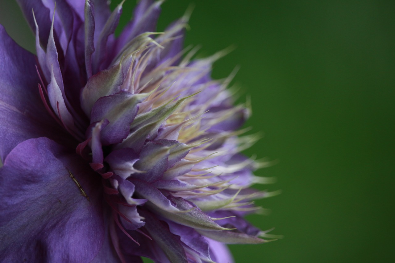 nature flower star free photo