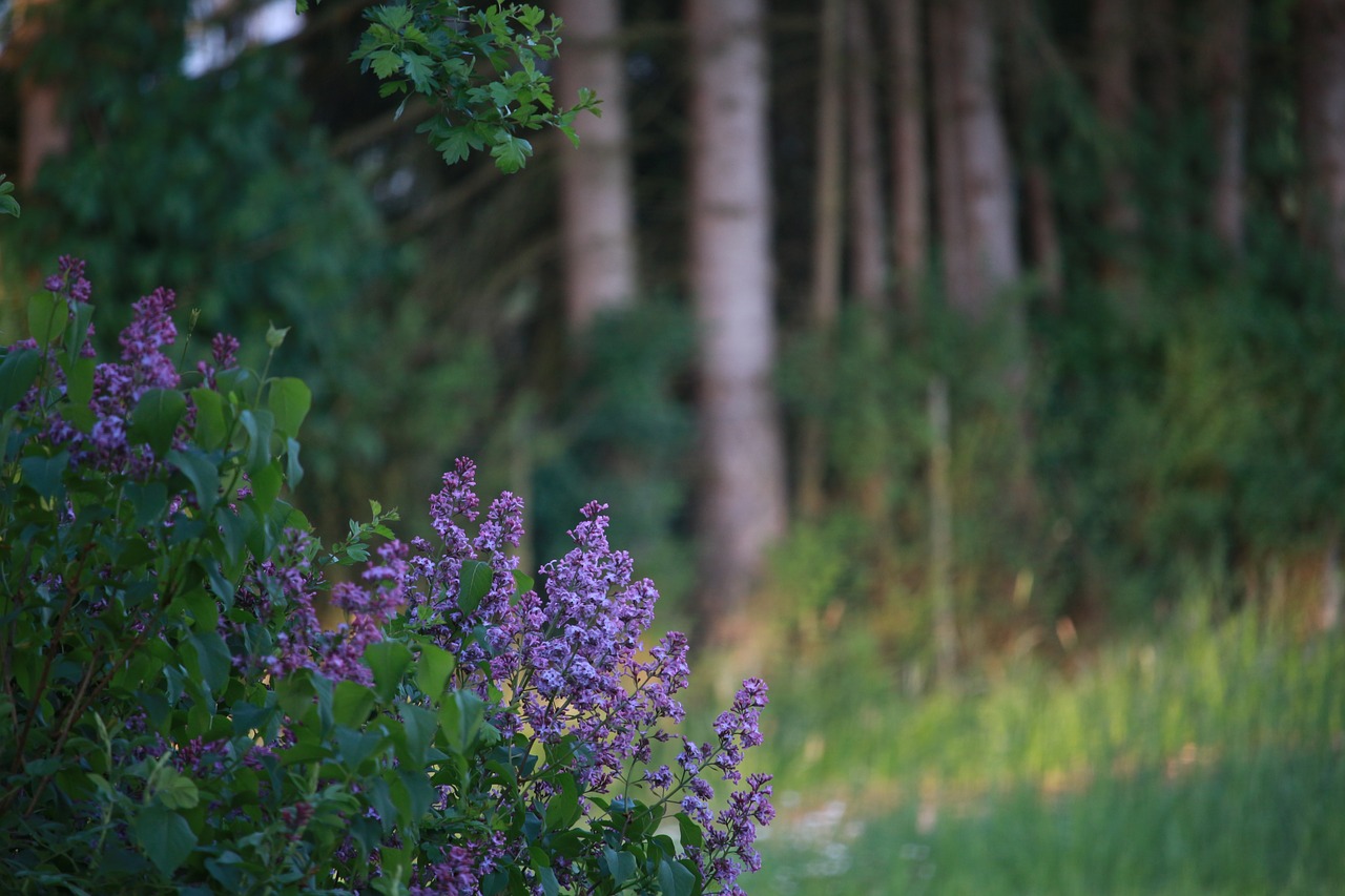 nature lilac decorative bush free photo