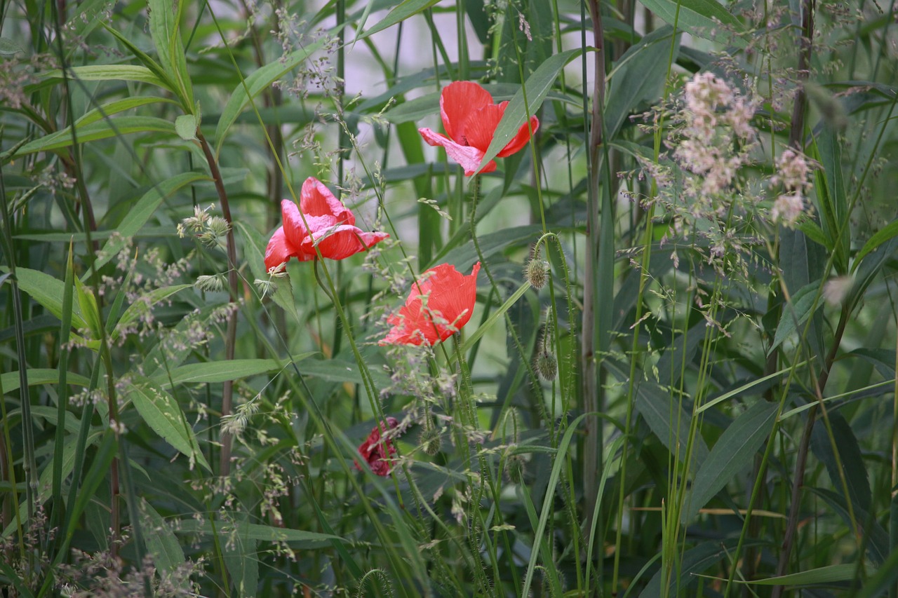 nature flowers wild flowers free photo