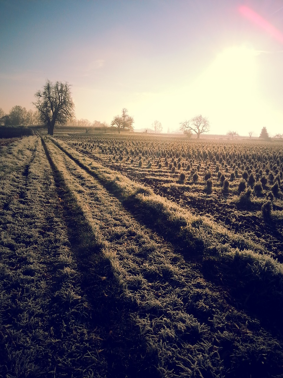 nature landscape winter free photo